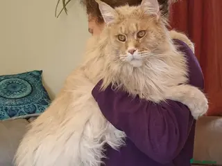 Maine Coon cats Giant Softie! Stunning 2 yr old pedigree XL MC boy in Woodbridge - Advert 4