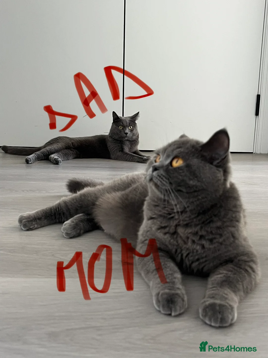 British Shorthair cats for sale: British royal  - Advert 9