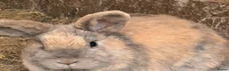Mixed Breed rabbits for sale: 4 female rabbits  in Blyth - Advert 2