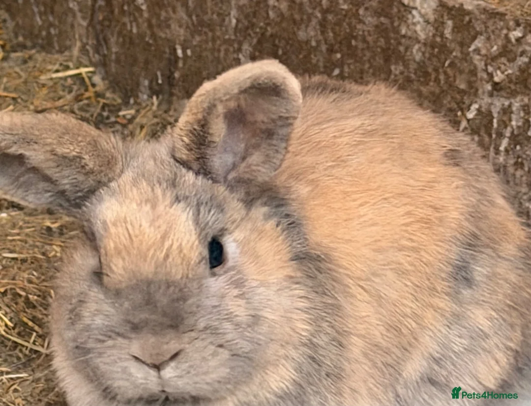 Mixed Breed rabbits for sale: 4 female rabbits  in Blyth - Advert 2