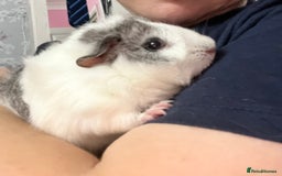 Guinea Pig rodents for sale: Male guinea pigs with cage and accessories  - Image 5