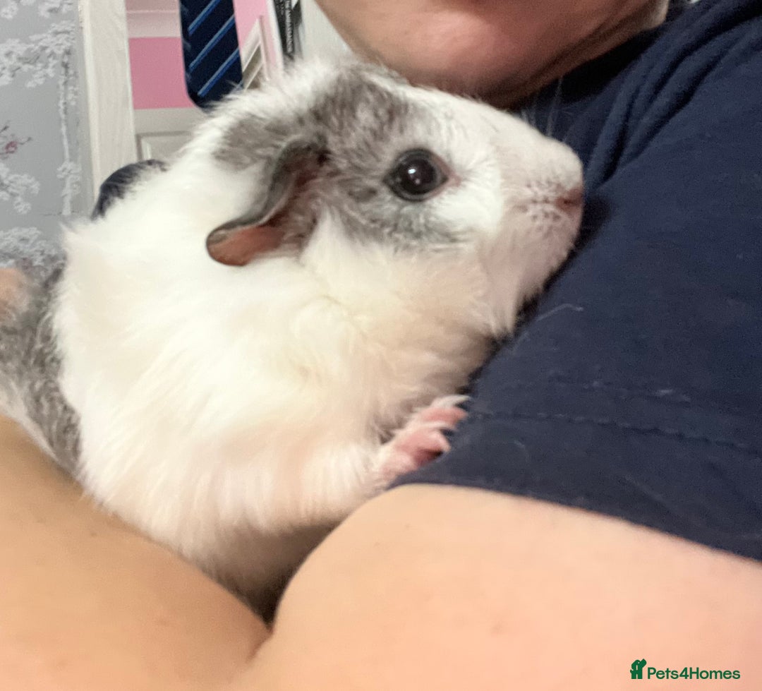 Guinea Pig rodents for sale: Male guinea pigs with cage and accessories  - Image 5