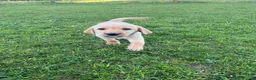 Labrador Retriever dogs for sale: 4 Beautiful Working Labrador Puppies - Advert 16