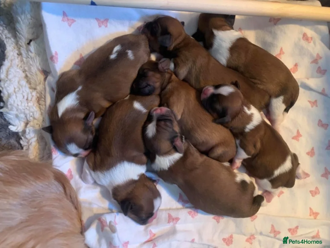 Shih Tzu dogs for stud: Shih tzu stud (Proven) not for sale in Glasgow - Advert 7