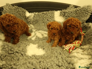 Toy Poodle dogs 3 Red Toy Poodles Available - Advert 4
