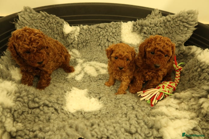 Toy Poodle dogs 3 Red Toy Poodles Available - Advert 4