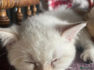 British Shorthair cats British shorthairs - Advert 4