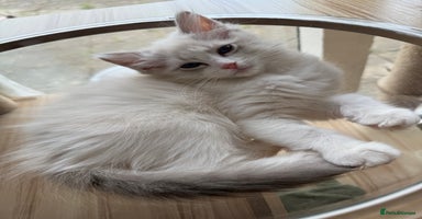 Ragdoll cats - Advert 15