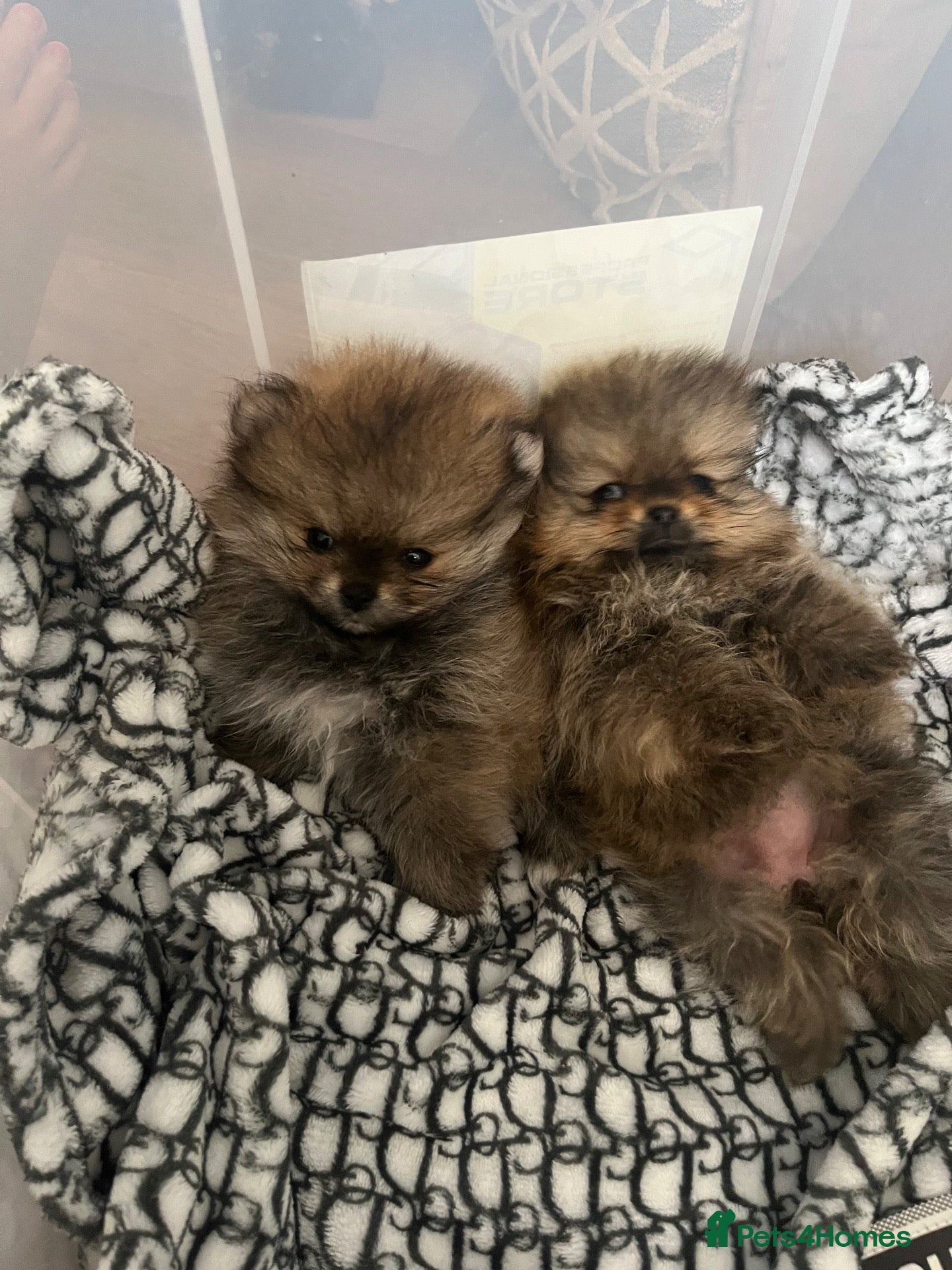 Pomeranian dogs for sale: Pomeranian puppy’s  - Advert 21