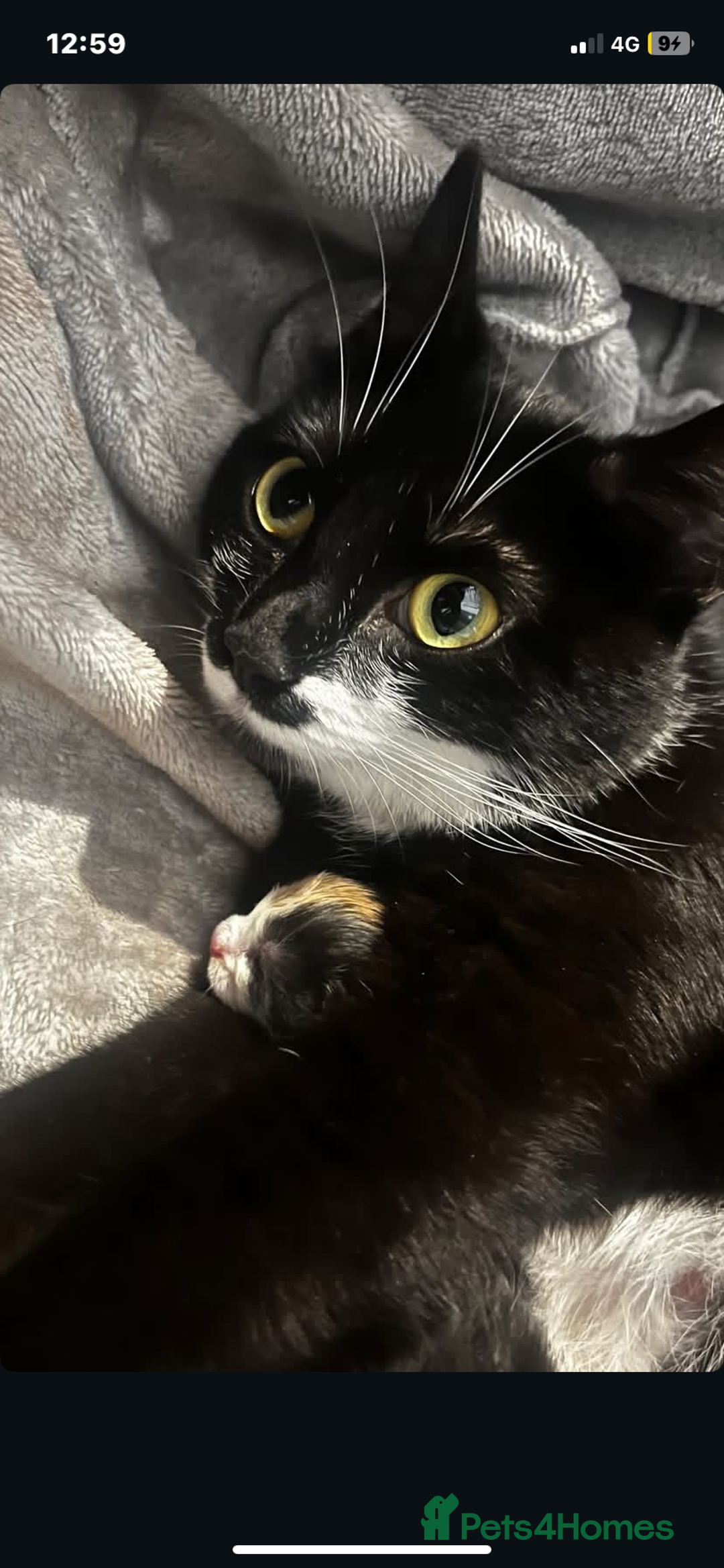 Mixed Breed cats for sale: Tuxedo and tabby kittens ready 2 February  - Advert 3