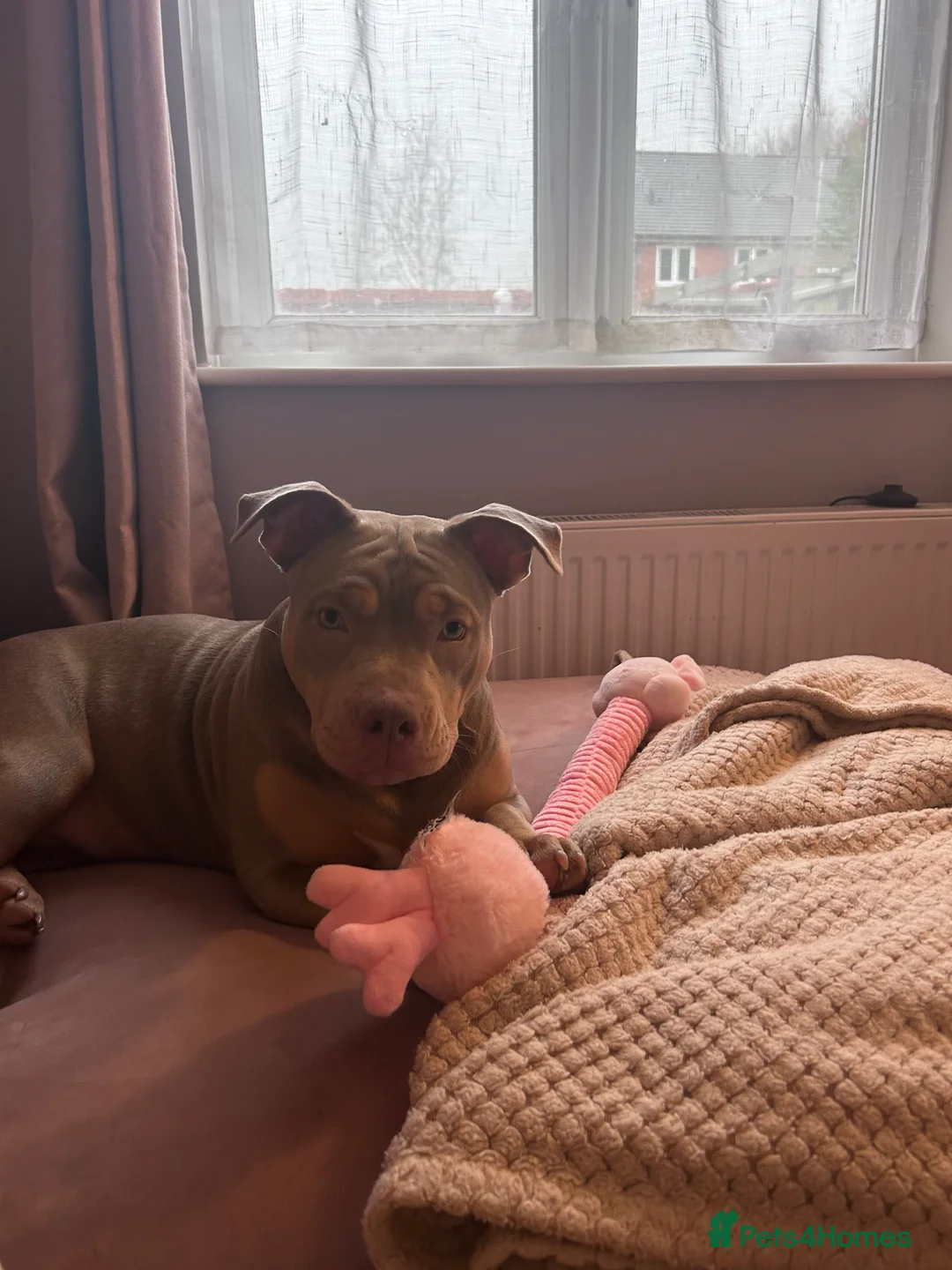 American Bully dogs for sale: Luna 6momth old pocket bully  - Advert 1