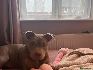 American Bully dogs Luna 6momth old pocket bully - Advert 1