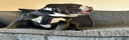 Mixed Breed dogs for sale: Olde English Bulldog  in Coleford - Advert 5