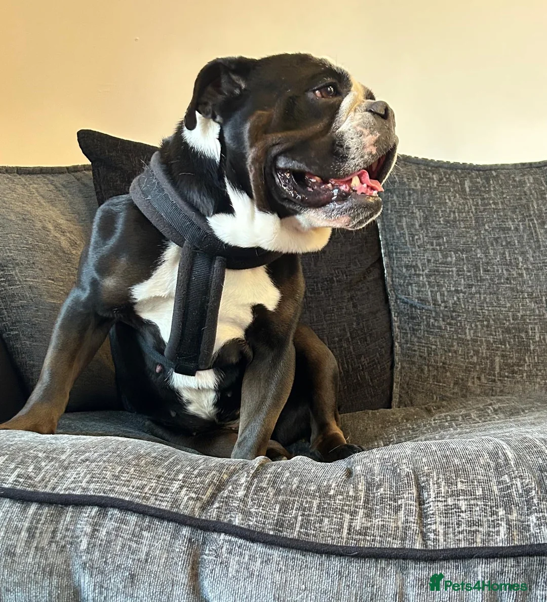 Mixed Breed dogs for sale: Olde English Bulldog  in Coleford - Advert 5