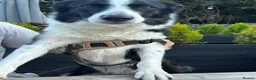 Border Collie dogs for sale:  A 2-Year Sweet & Smart Border Collie - Advert 8