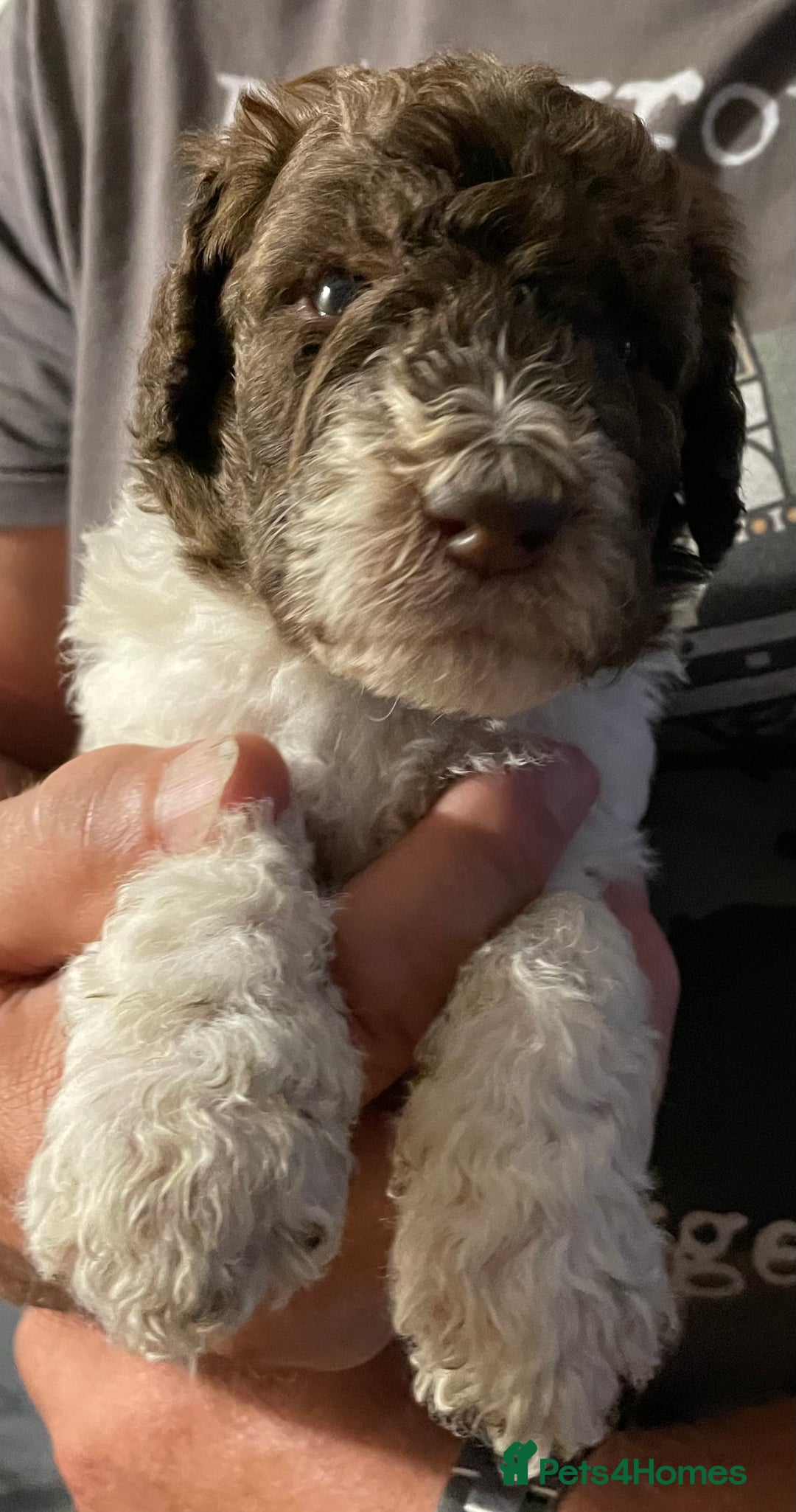 Saint Bernard dogs for sale: St Berdoodle (Saint Bernard standard Poodle) - Image 17