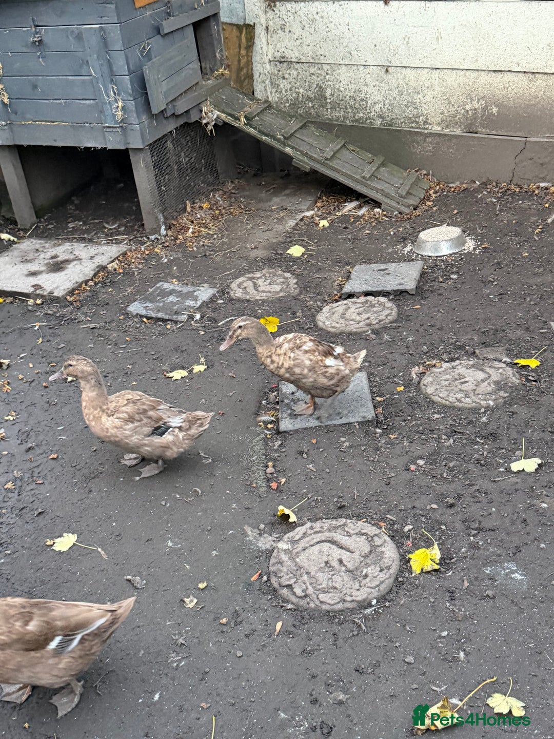 Ducks poultry for sale: 4 mixed ducks for sale - Image 7