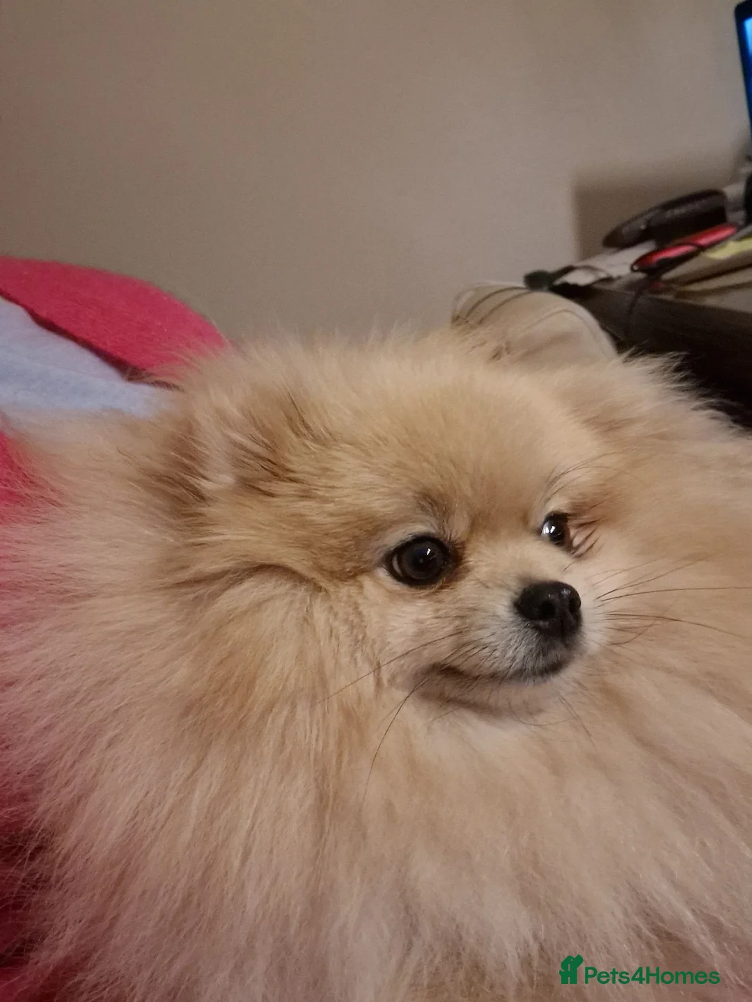 Pomeranian dogs for sale: Amazing Pomeranian ** Pure White colour puppy  - Advert 12