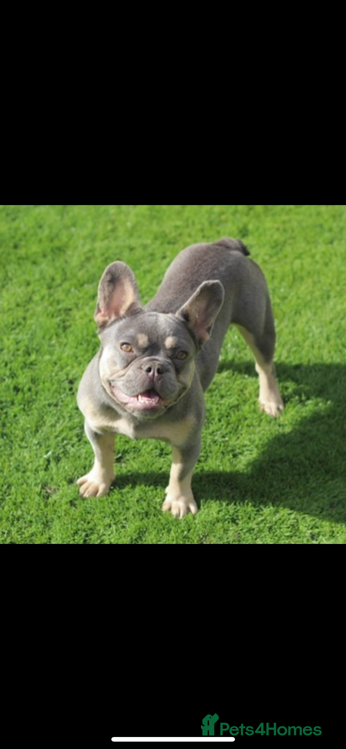 French Bulldog dogs 💞 Lilac & Tan French Bulldog - Advert 1