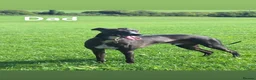 Whippet dogs for sale: Beautiful Whippet Puppies  - Advert 15