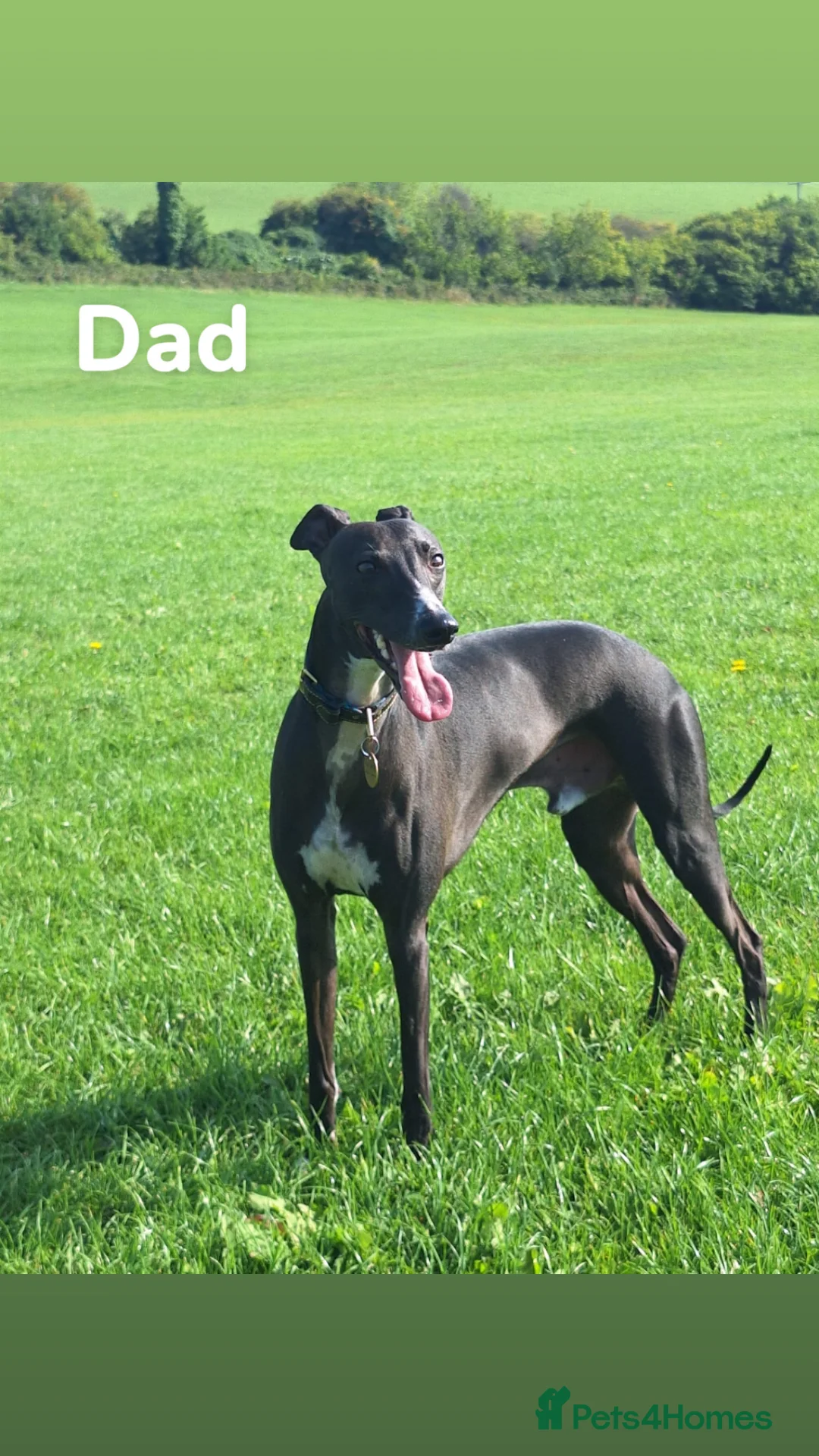 Whippet dogs for sale: Beautiful Whippet Puppies  - Advert 15