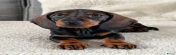 Dachshund dogs for sale: Standard wire haired dachshund  - Advert 16