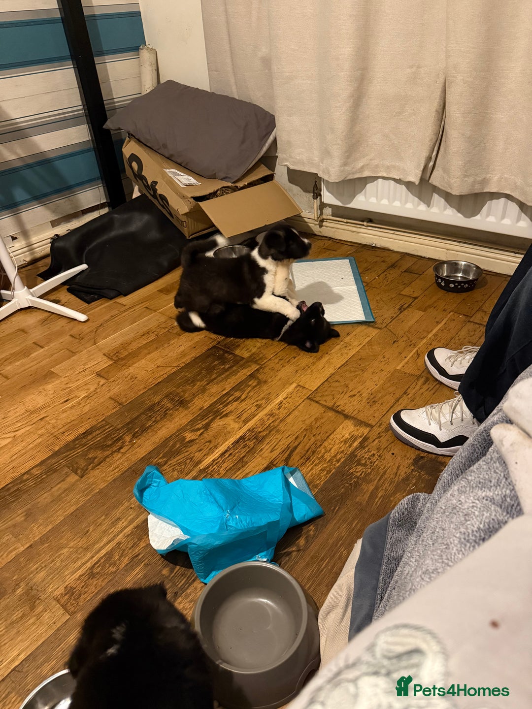 Akita dogs for sale:  American/ Japanese Akitas - Advert 9