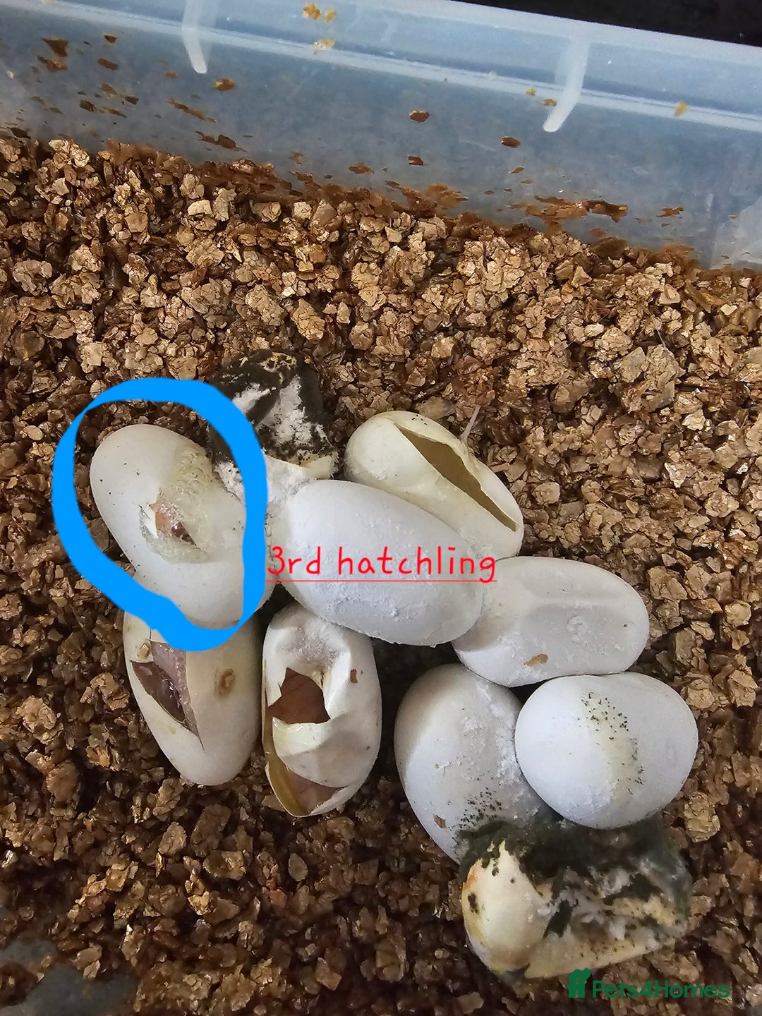 Corn Snake reptiles for sale: Beautiful corn snakes  - Image 5