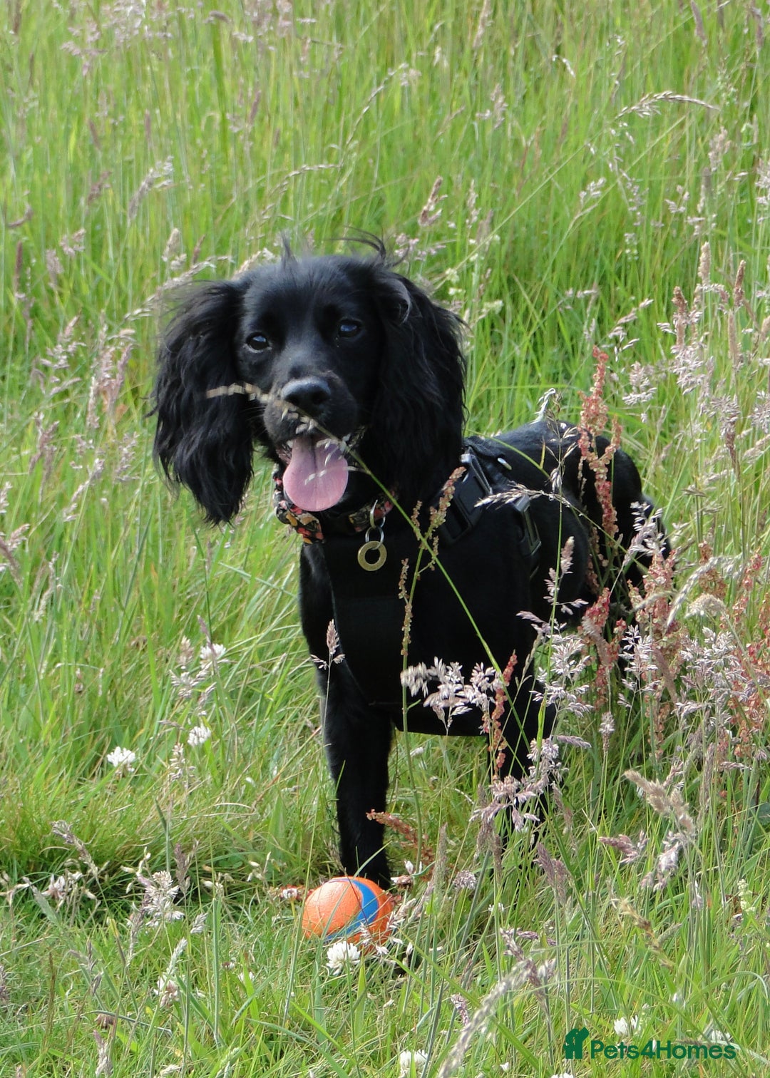 Cocker Spaniel dogs for sale: Working Cocker Spaniel puppy - Available now - Advert 2