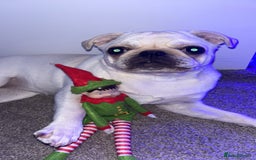 Pug dogs for sale: Rehoming our beautiful girl Bella :(  - Image 4