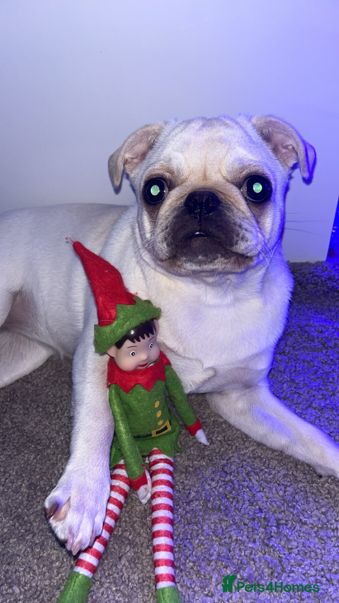 Pug dogs for sale: Rehoming our beautiful girl Bella :(  - Image 4