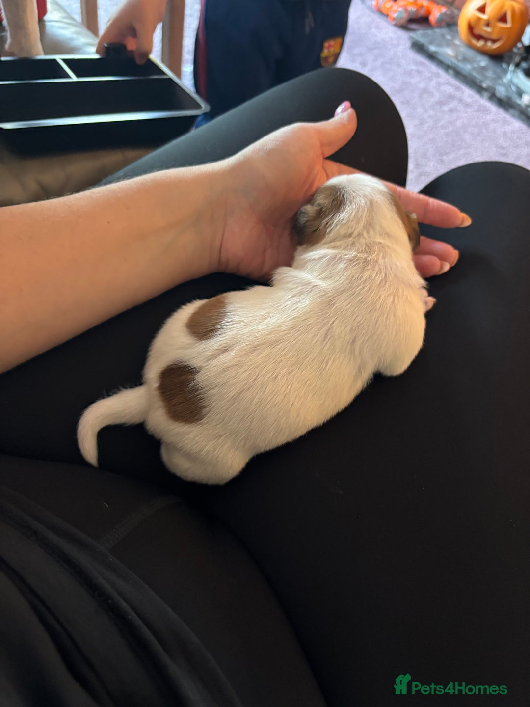 Jack Russell dogs for sale: Beautiful, big and healthy jack Russell pups - Image 7
