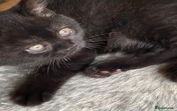 British Shorthair cats for sale: Black British Shorthair male  - Image 8