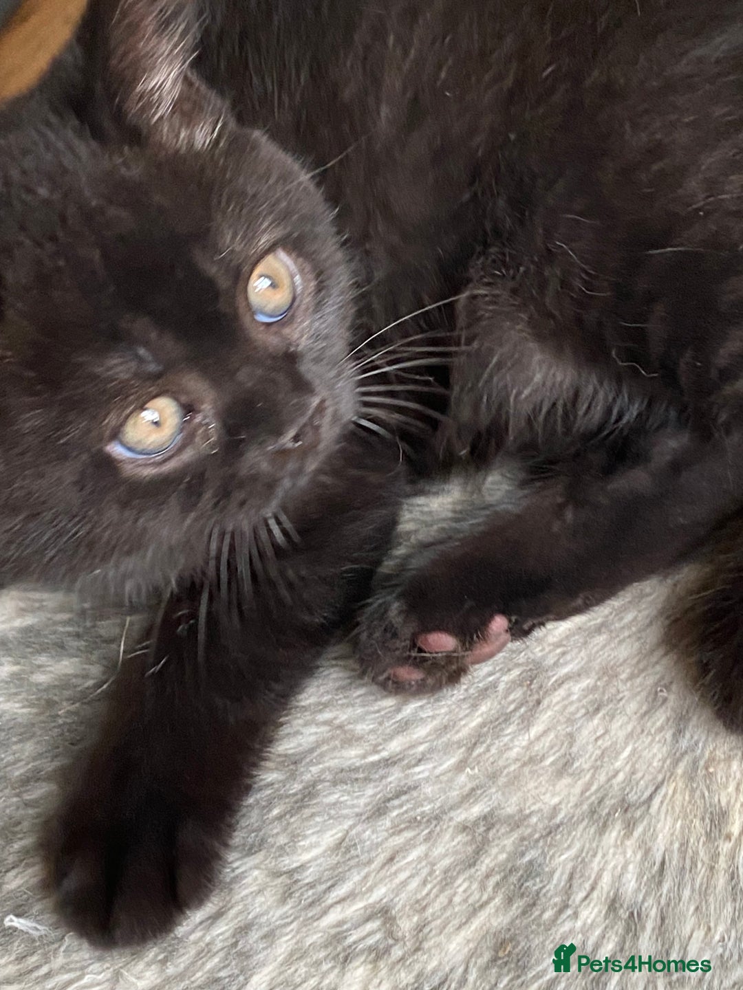 British Shorthair cats for sale: Black British Shorthair male  - Image 8