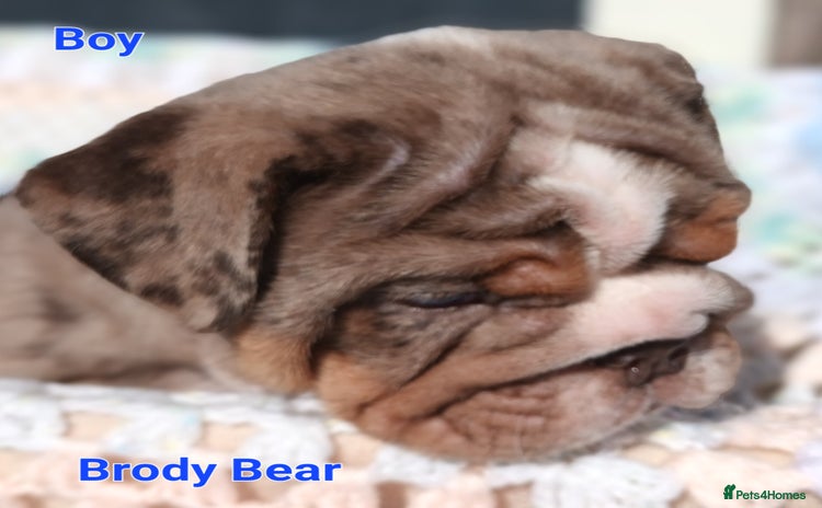 English Bulldog dogs - Advert 1