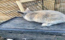 Lionhead rabbits for sale: Lion head  - Image 38