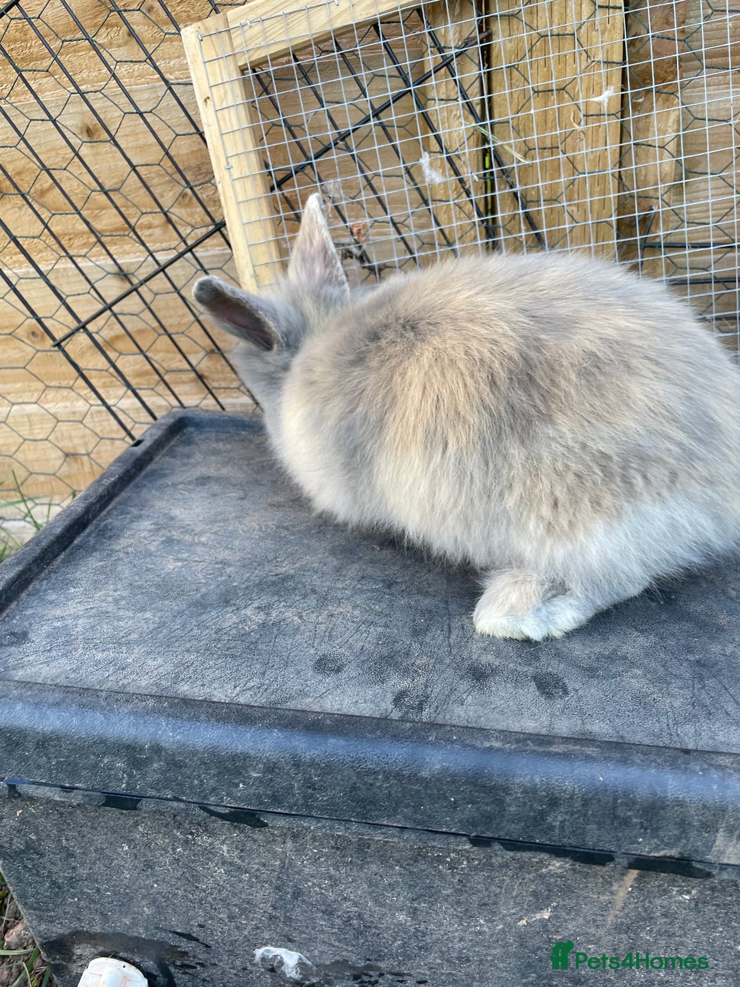 Lionhead rabbits for sale: Lion head  - Image 38