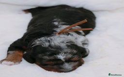 Cavapoo dogs for sale: Extensively health tested very rare F1 Cavapoos - Image 12