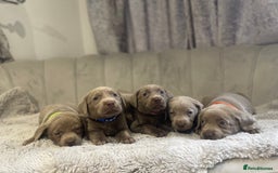 Labrador Retriever dogs for sale: Stunning silver Labradors puppy’s  - Advert 1