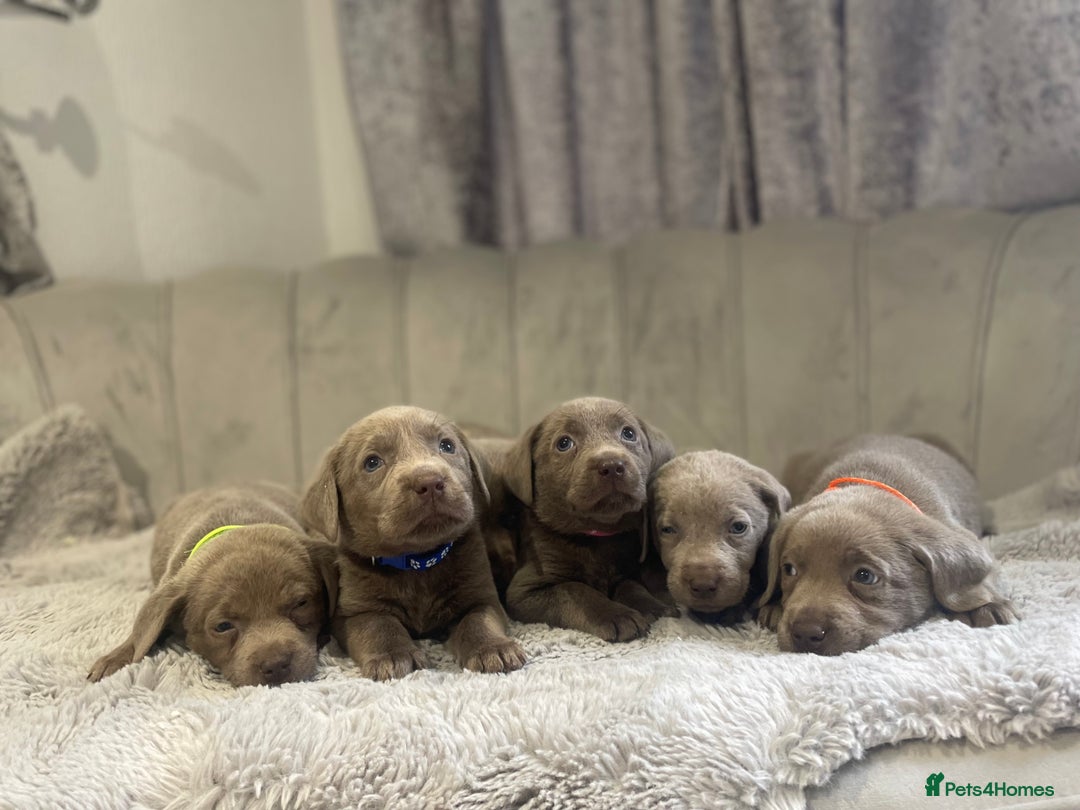 Labrador Retriever dogs for sale: Stunning silver Labradors puppy’s  - Advert 1
