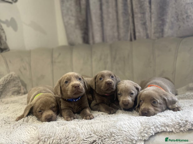 Labrador Retriever dogs Stunning silver Labradors puppy’s - Advert 2