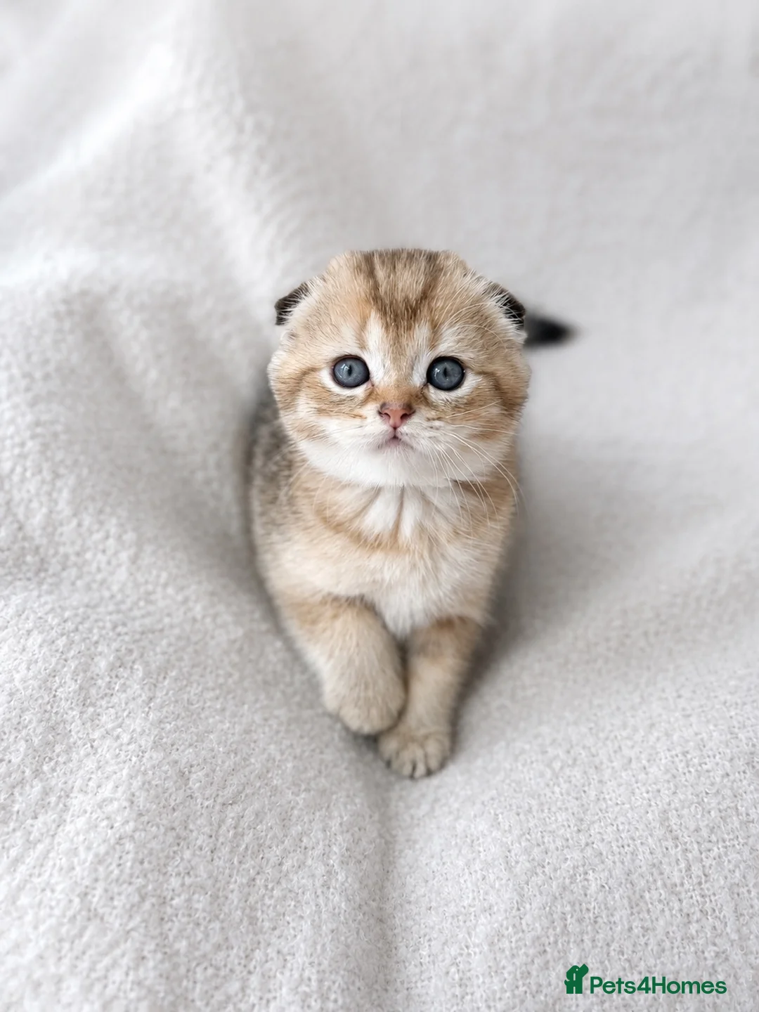Scottish Fold cats for sale: Beautiful Scottish Fold Litter 3 Boys 1 Girl in Leicester - Advert 2