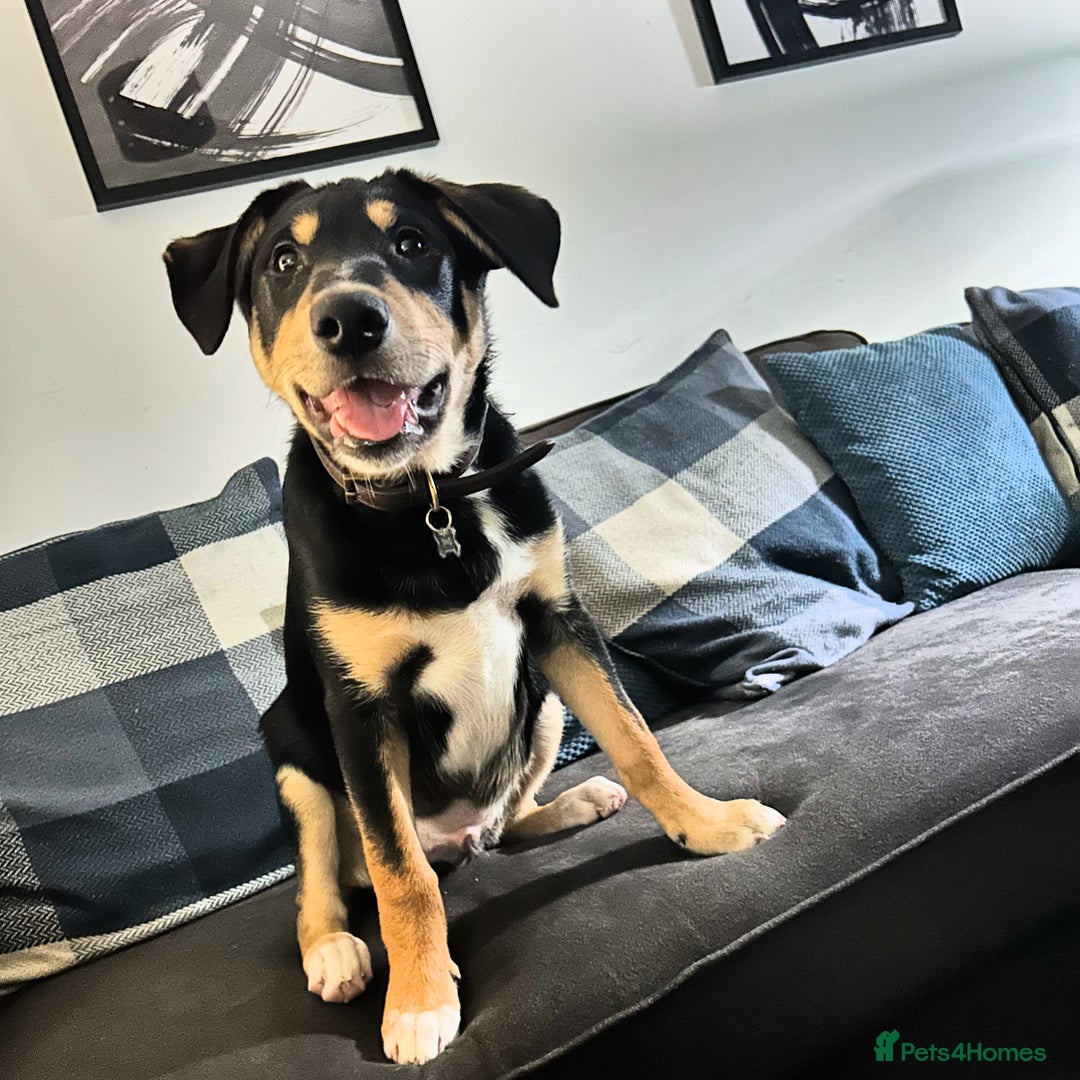 Mixed Breed dogs for sale: Our beautiful boy Koda💙 - Advert 23