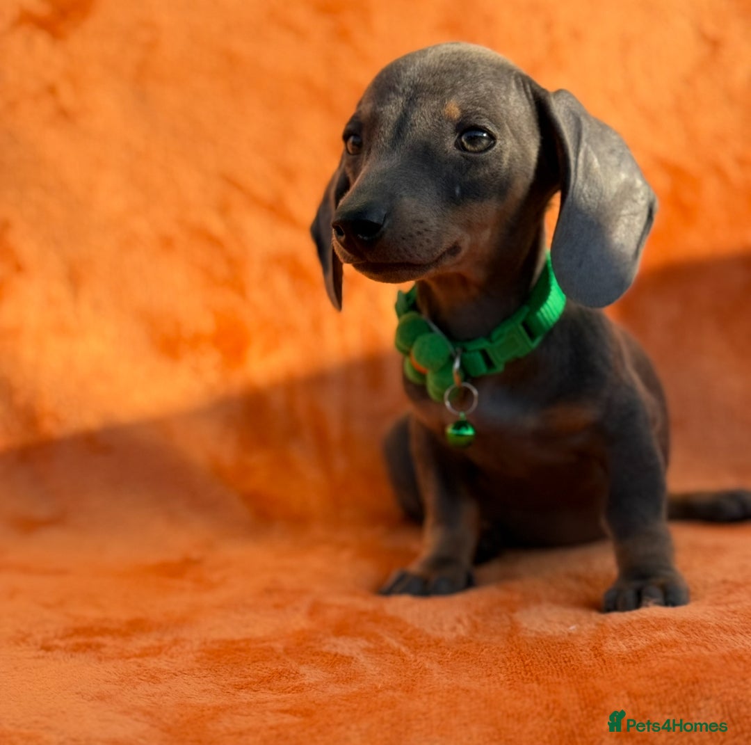 Miniature Dachshund dogs for sale: KC Reg Miniature Dachshund Puppies  - Image 4