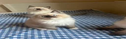 Ragdoll cats for sale: GCCF Adorable ragdoll kittens ready to gohome now - Advert 22