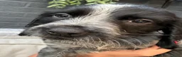 Sprocker dogs for sale: Stunning Mixed Roan Sprocker puppies!  - Advert 3