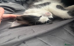 Norwegian Forest Cat cats for sale: Kitten with full set up - Image 5