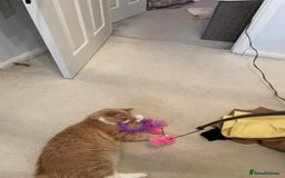 British Longhair cats for sale: Beautiful Lily-Bear - Image 6