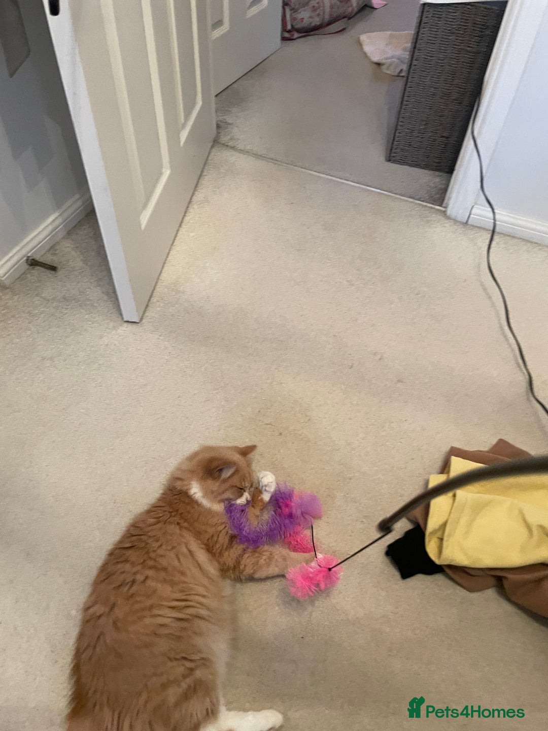 British Longhair cats for sale: Beautiful Lily-Bear - Image 6