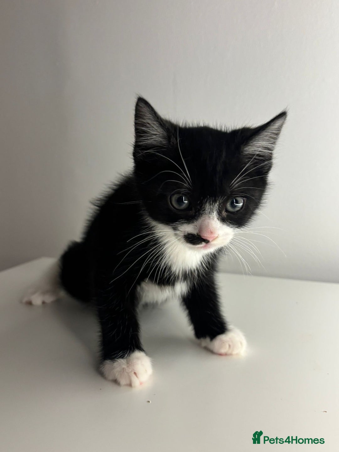 Mixed Breed cats for sale: Kittens for sale - Advert 3